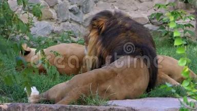 夏天动物园里一对狮子躺在墙边的石头上